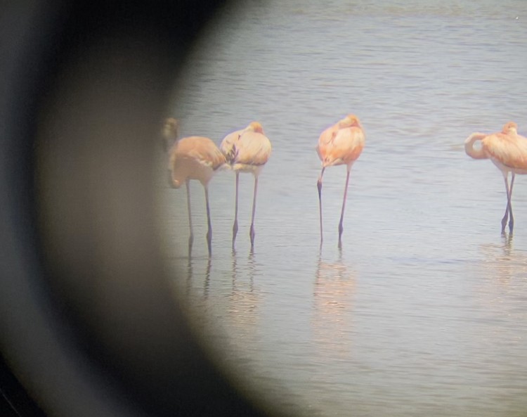 American Flamingo - ML619613811