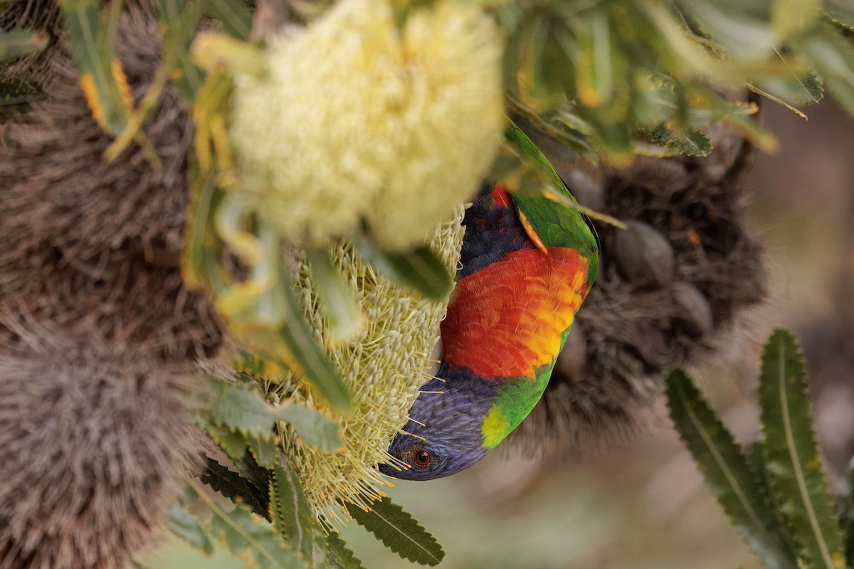 Rainbow Lorikeet - Hans Wohlmuth