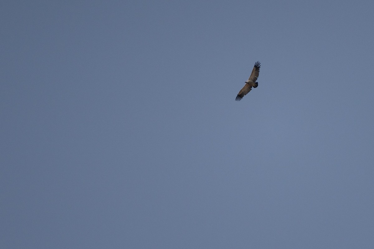 White-backed Vulture - ML619613819