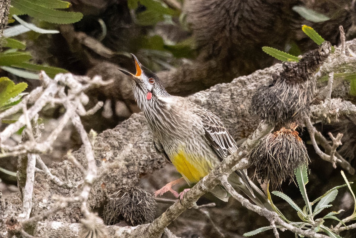 Red Wattlebird - ML619613829