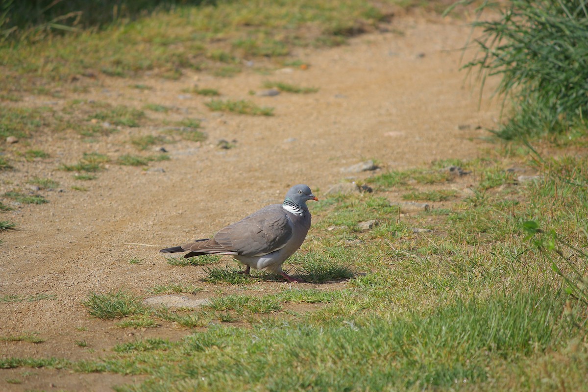 Common Wood-Pigeon - João Vieira Silva