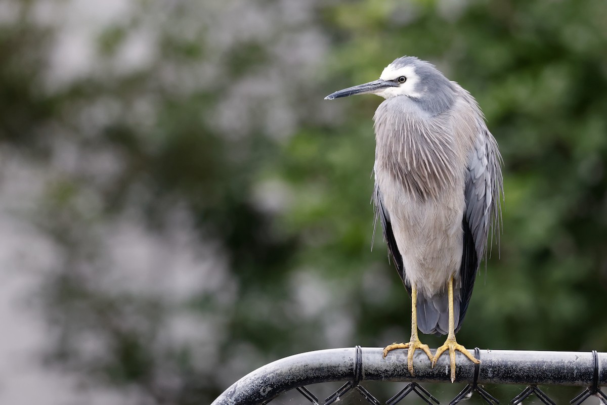 White-faced Heron - S Chou