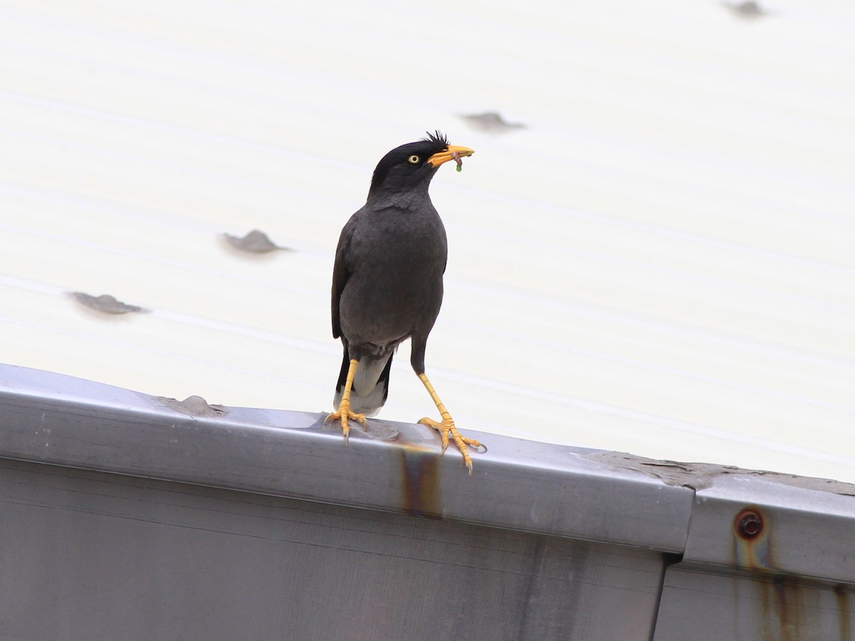 Javan Myna - Simon Fang