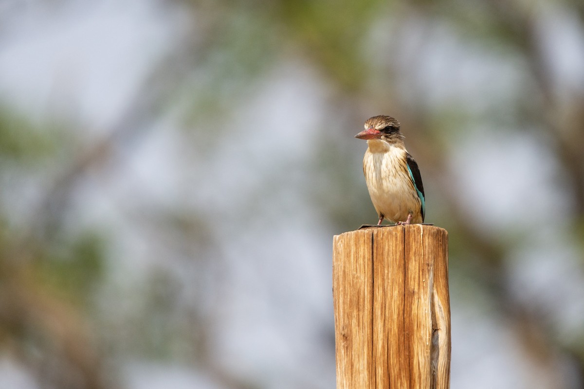 Brown-hooded Kingfisher - ML619613851