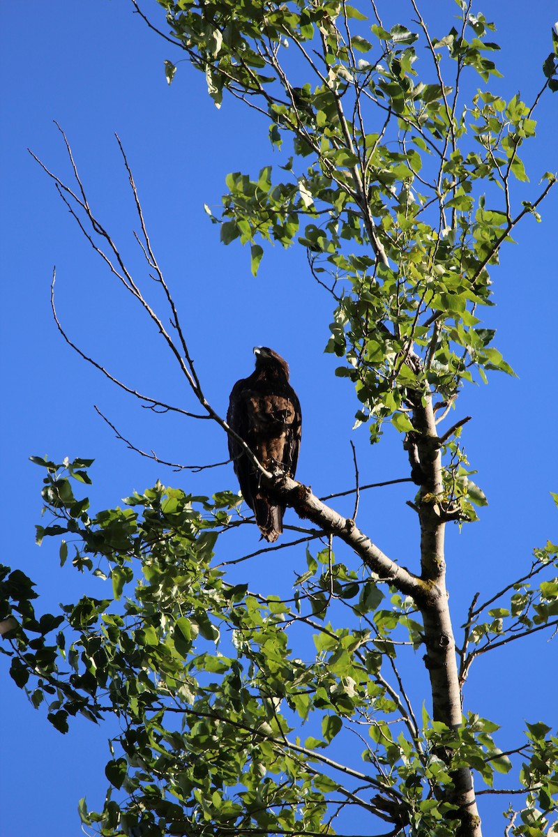 Bald Eagle - Quetzal Pineda