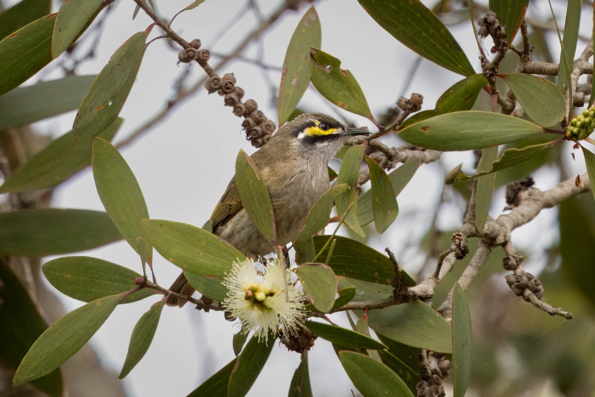 Yellow-faced Honeyeater - Hans Wohlmuth
