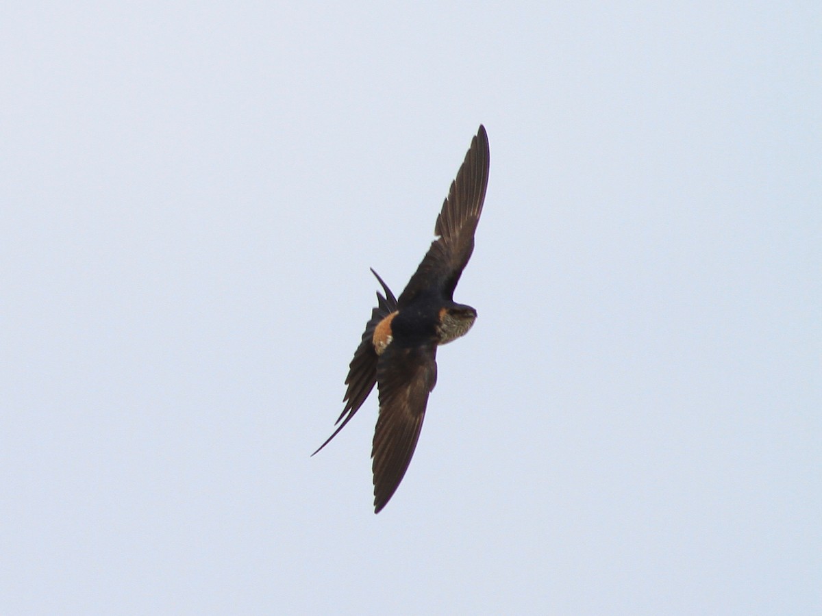 Striated Swallow - Simon Fang