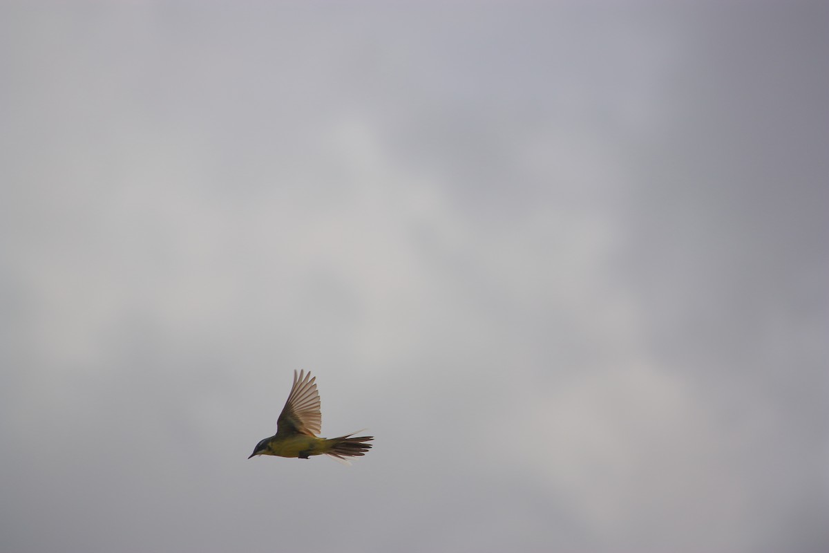 Western Yellow Wagtail - João Vieira Silva