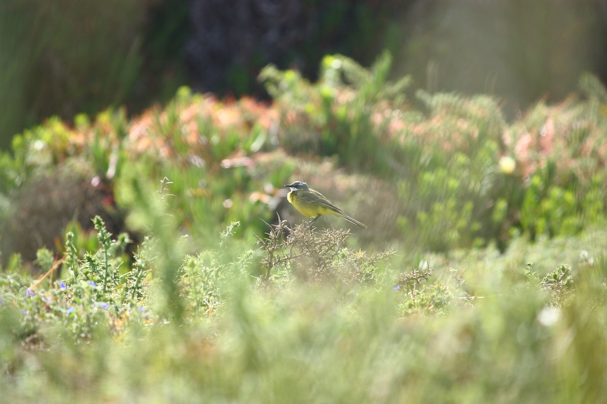 Western Yellow Wagtail - João Vieira Silva