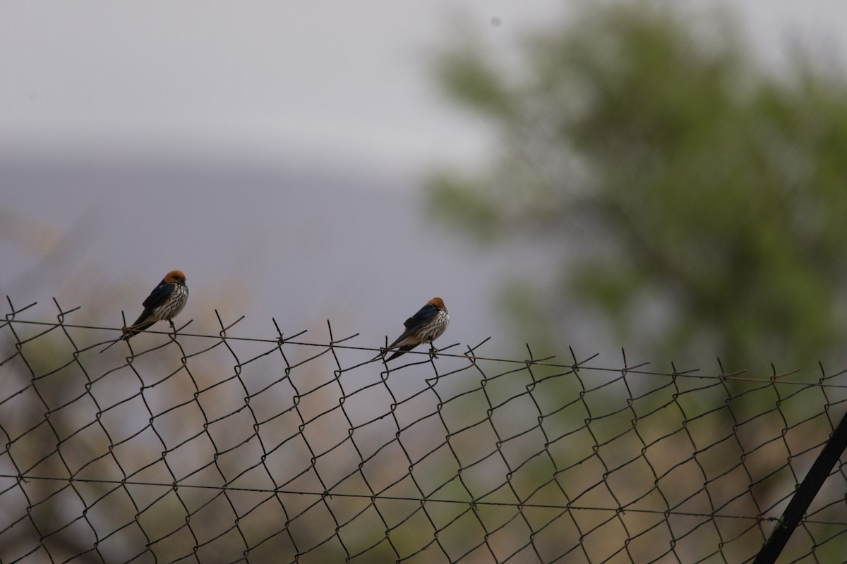 Golondrina Abisinia - ML619613869