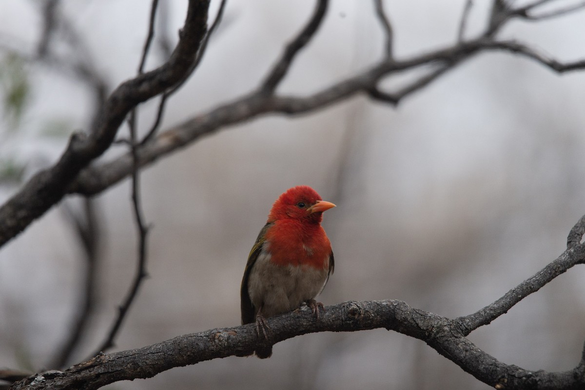 Red-headed Weaver - Christiaen MOUS