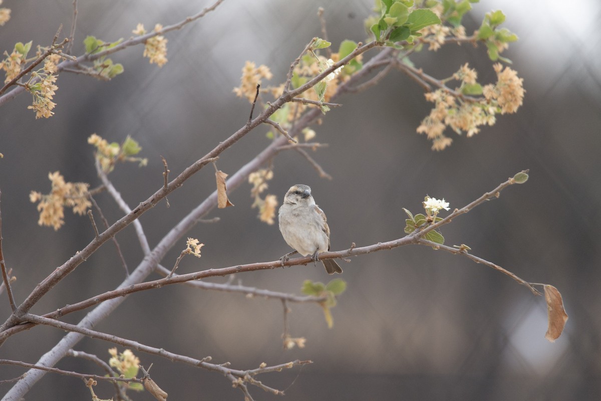 Southern Gray-headed Sparrow - Christiaen MOUS