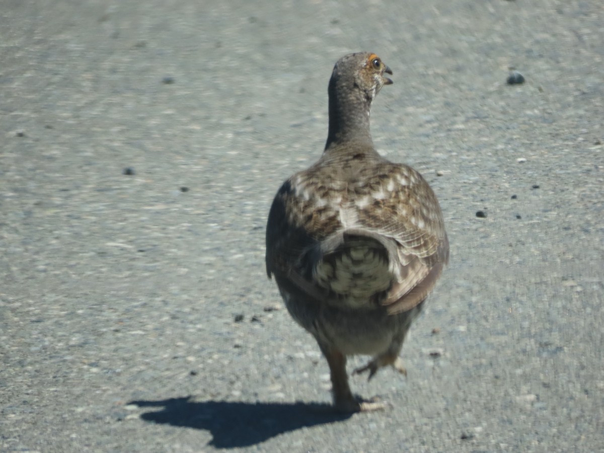 Sooty Grouse - Suzanne Beauchesne