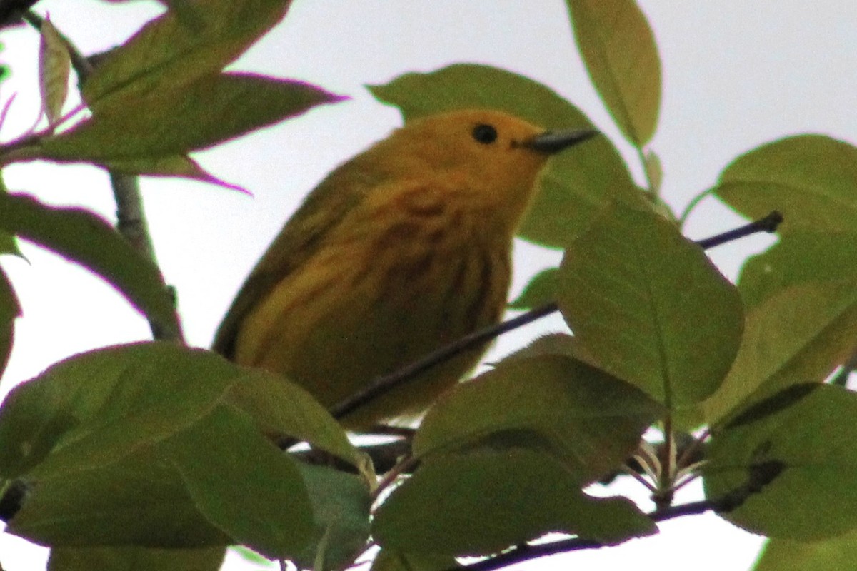 Yellow Warbler - Kevin Hanley