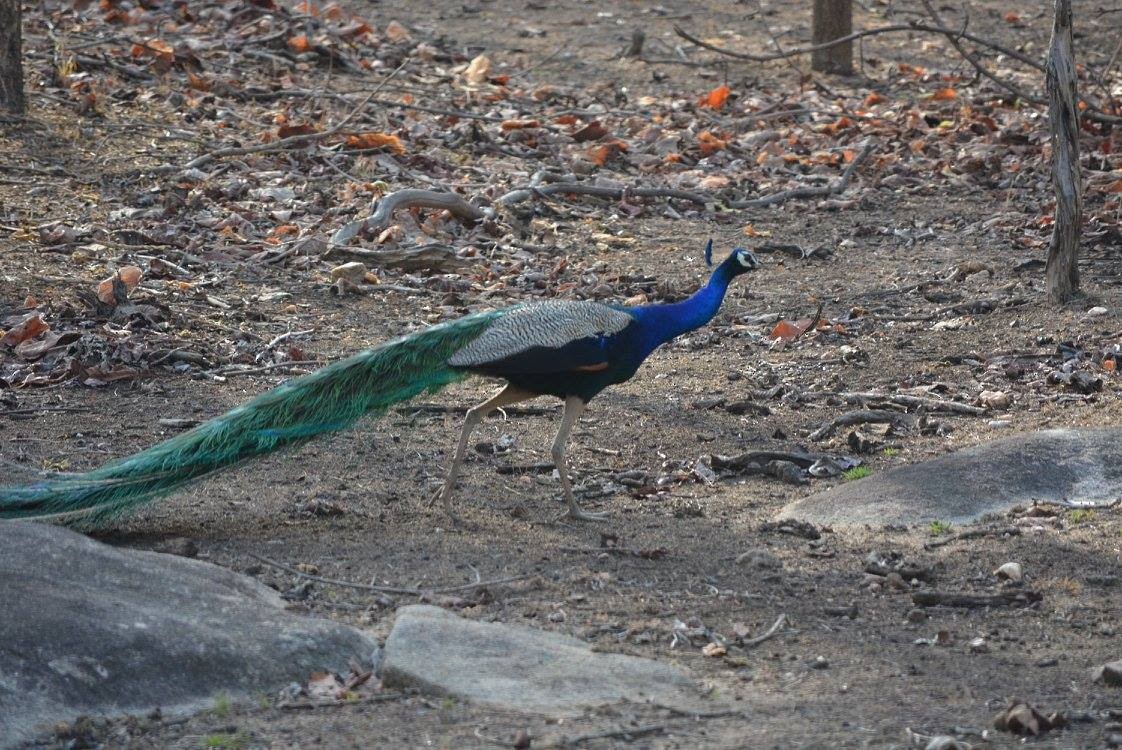 Indian Peafowl - ML619613894