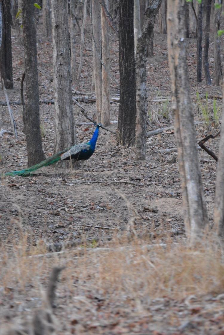 Indian Peafowl - ML619613895