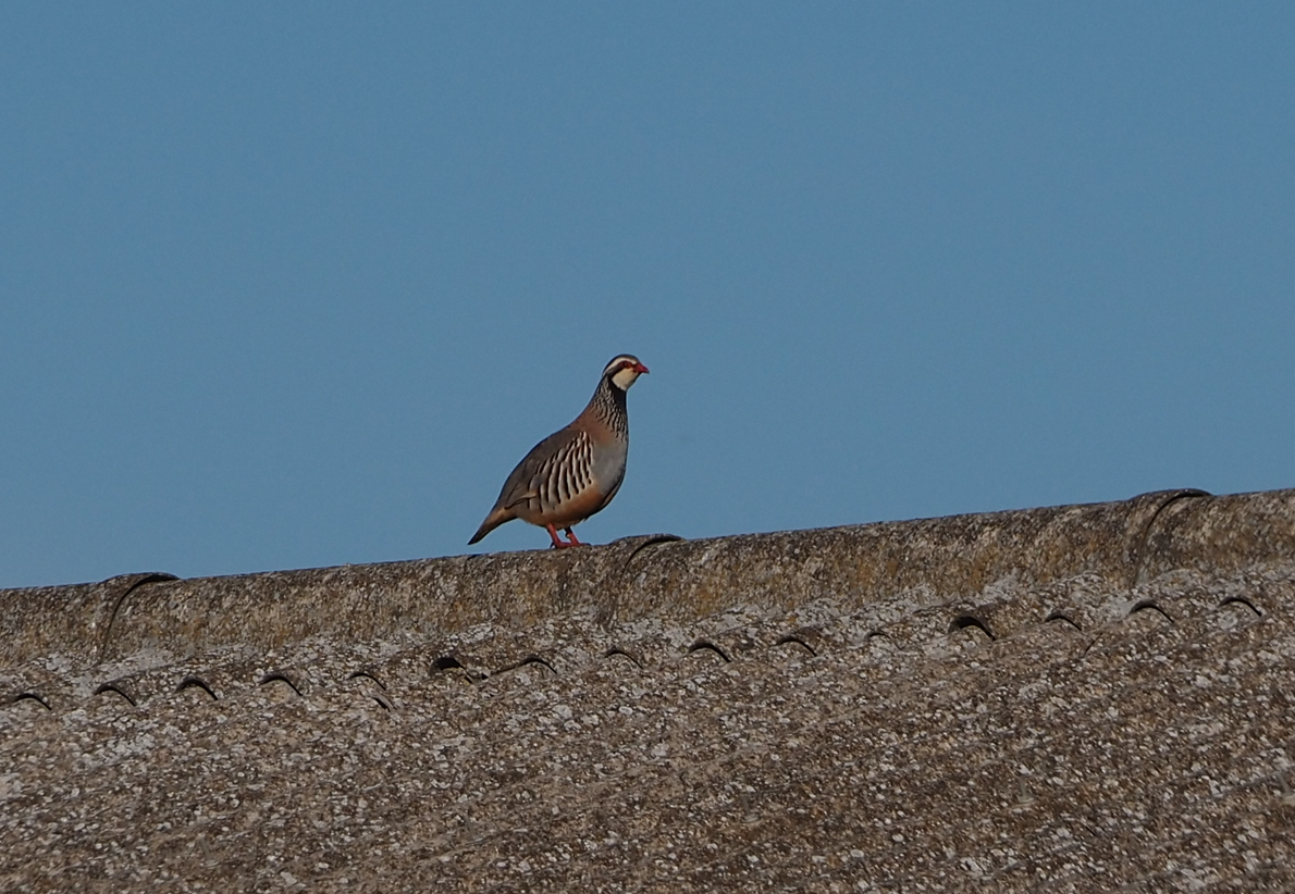 Red-legged Partridge - Rajen Ayerra Vildarraz