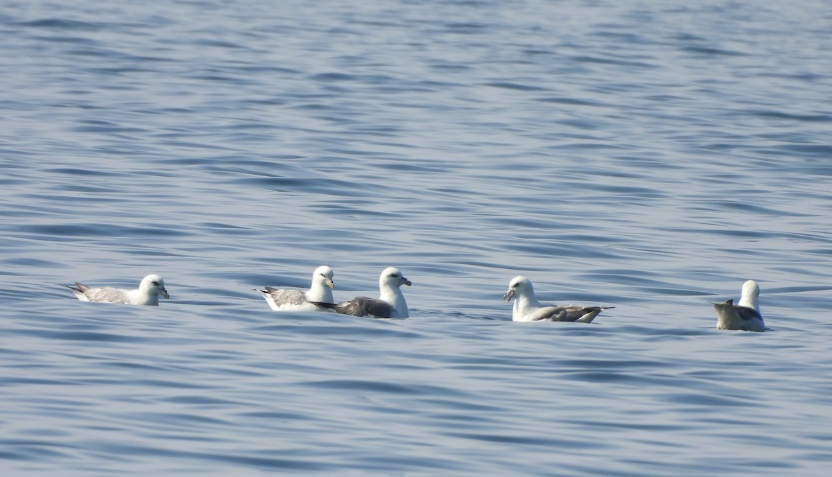 Northern Fulmar - Gerald Moore