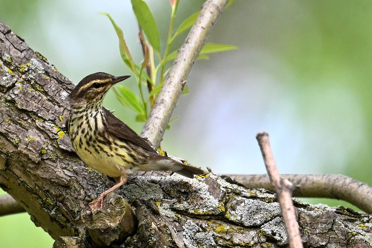 Northern Waterthrush - John Kramer