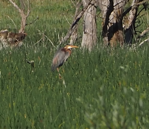 Purple Heron - Rajen Ayerra Vildarraz