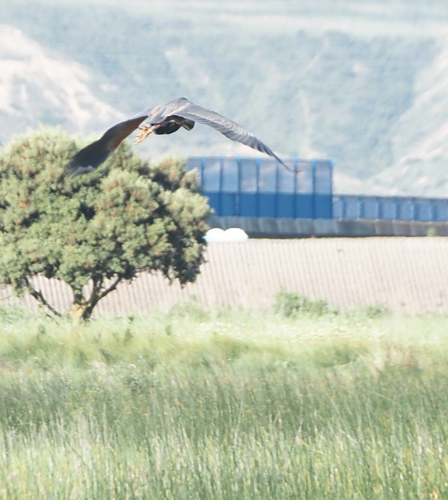 Purple Heron - Rajen Ayerra Vildarraz