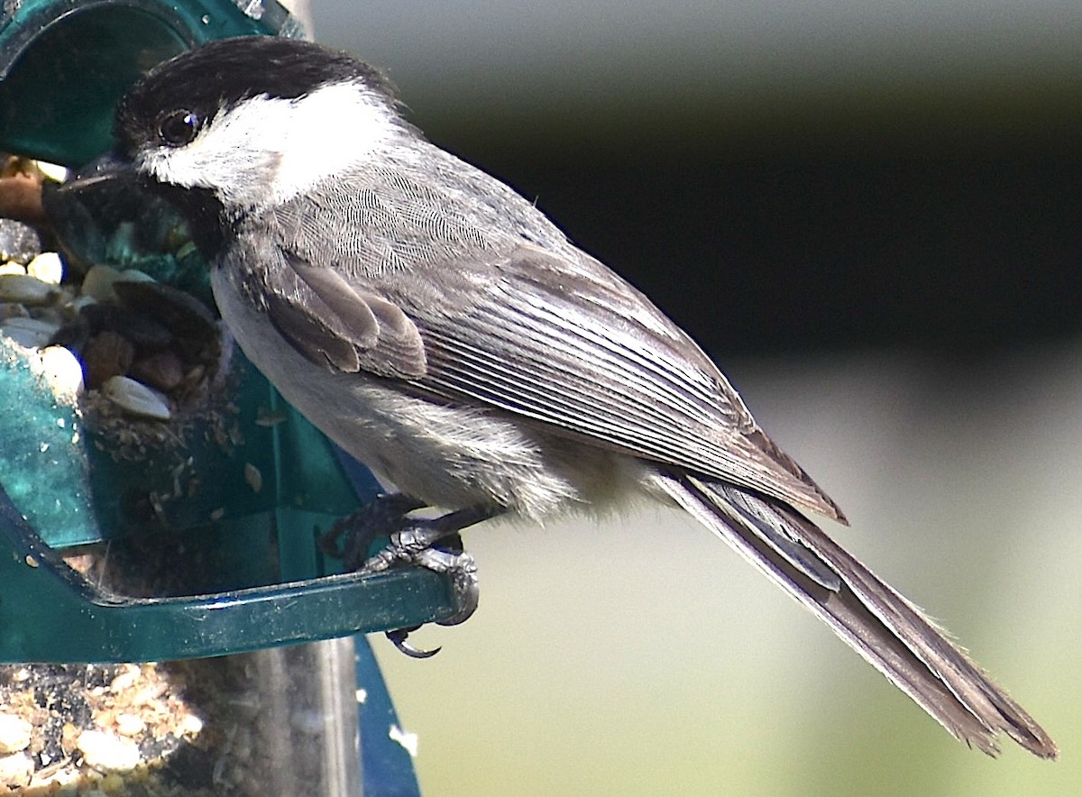 Carolina Chickadee - Dale Morrow