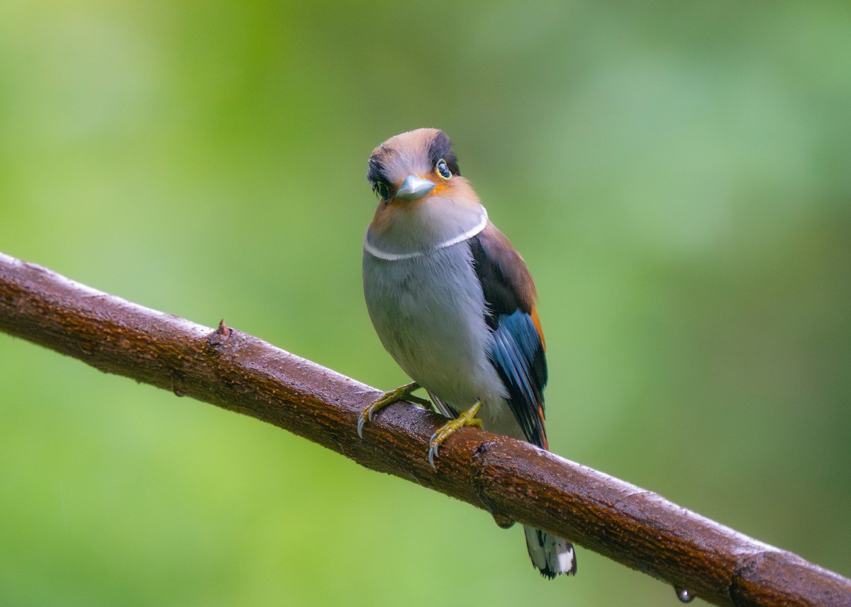 Silver-breasted Broadbill - ML619613929