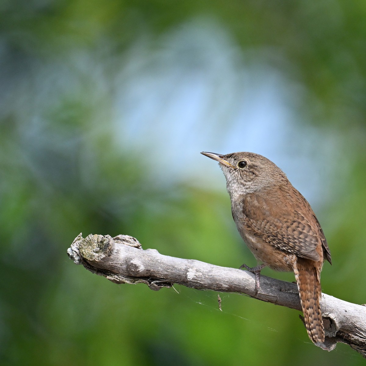 House Wren - John Kramer