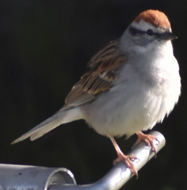 Chipping Sparrow - Dale Morrow