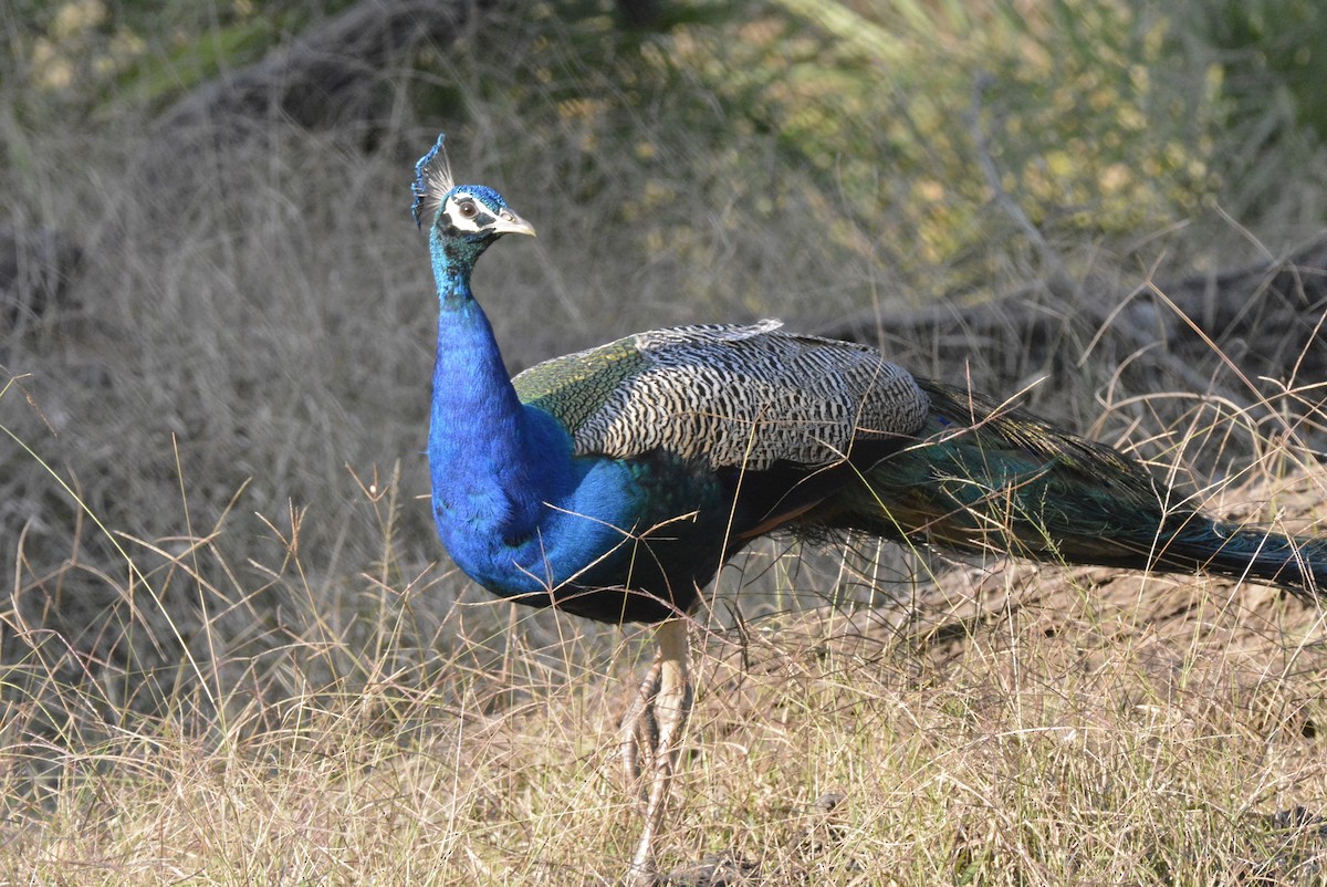 Indian Peafowl - Karthik Solanki