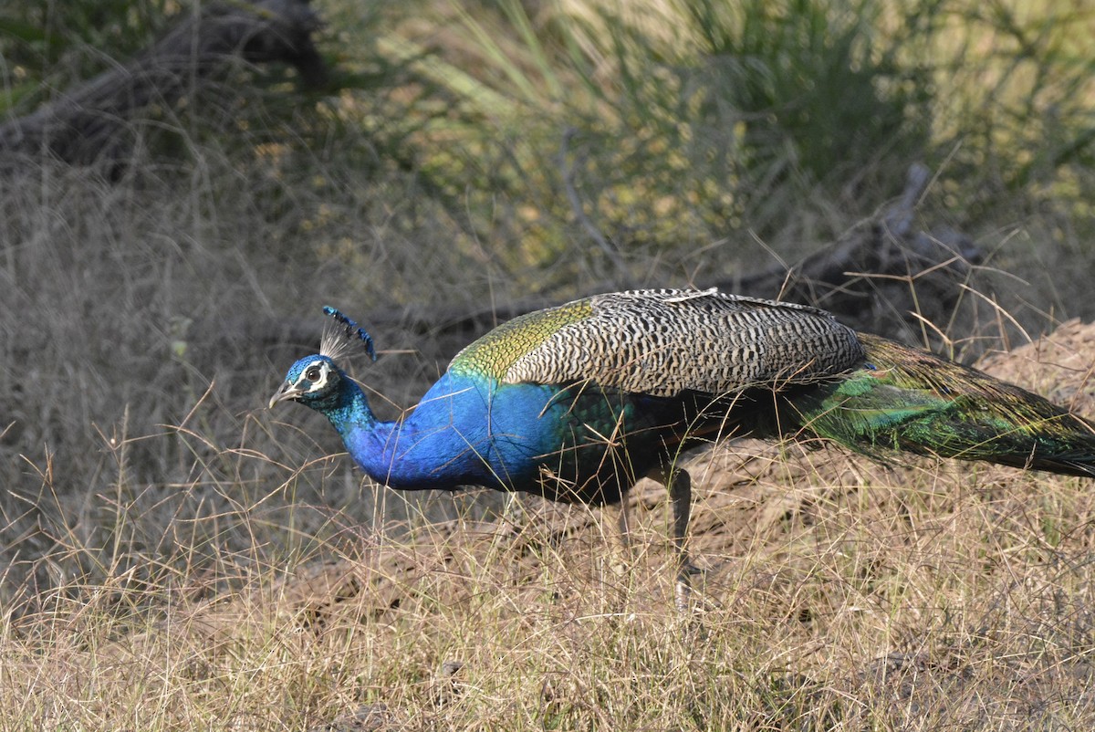 Indian Peafowl - Karthik Solanki