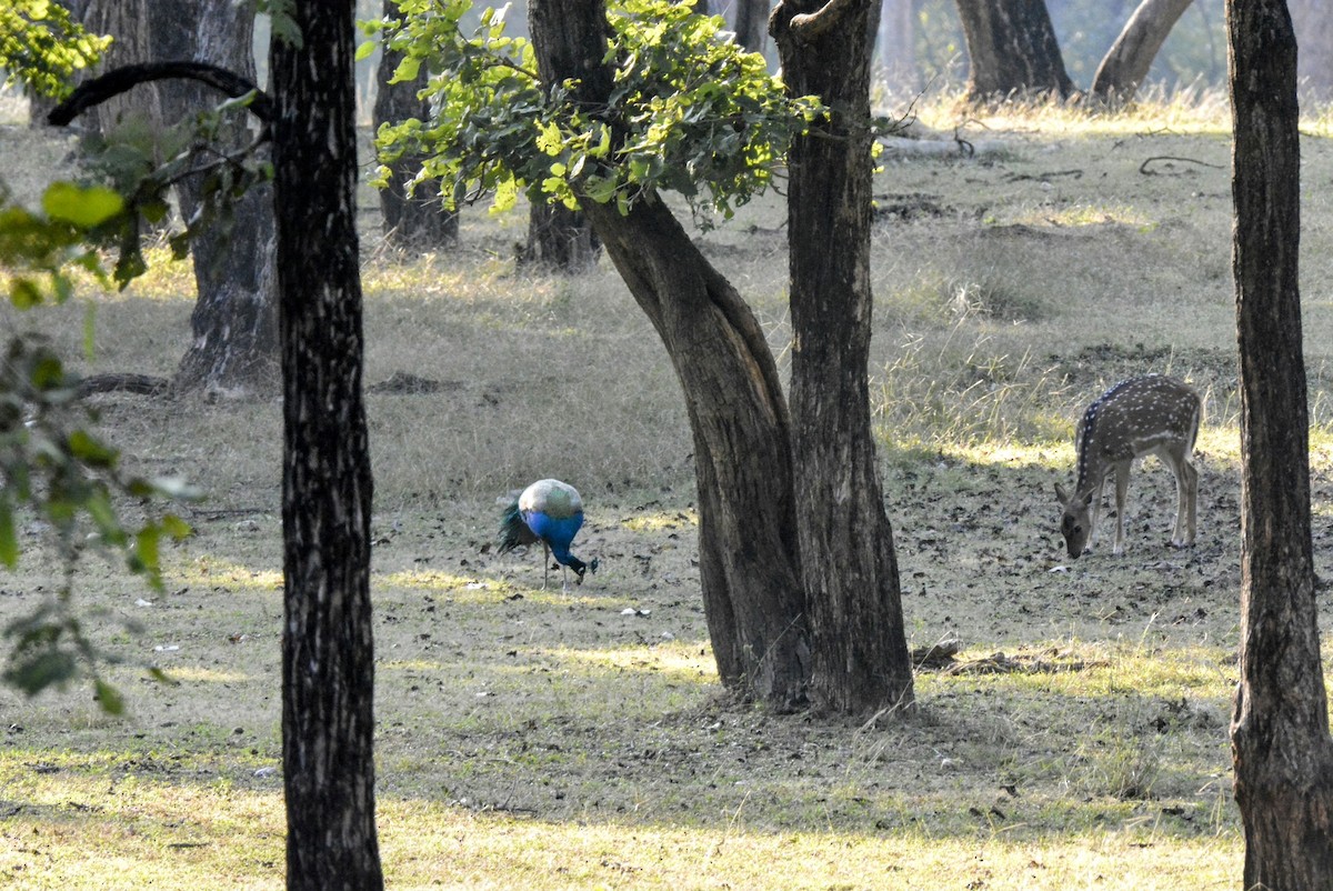 Indian Peafowl - Karthik Solanki