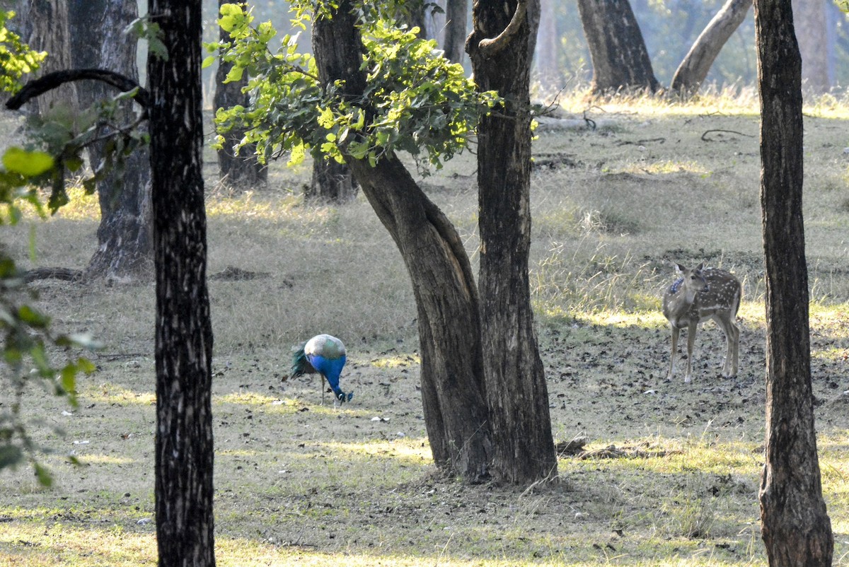 Indian Peafowl - Karthik Solanki