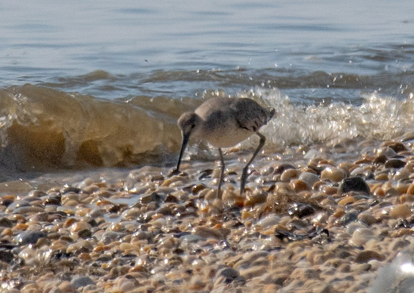 Willet - Greg Darone