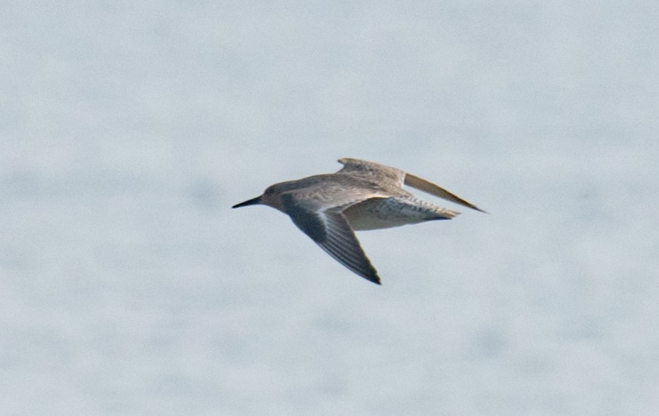 Red Knot - Greg Darone