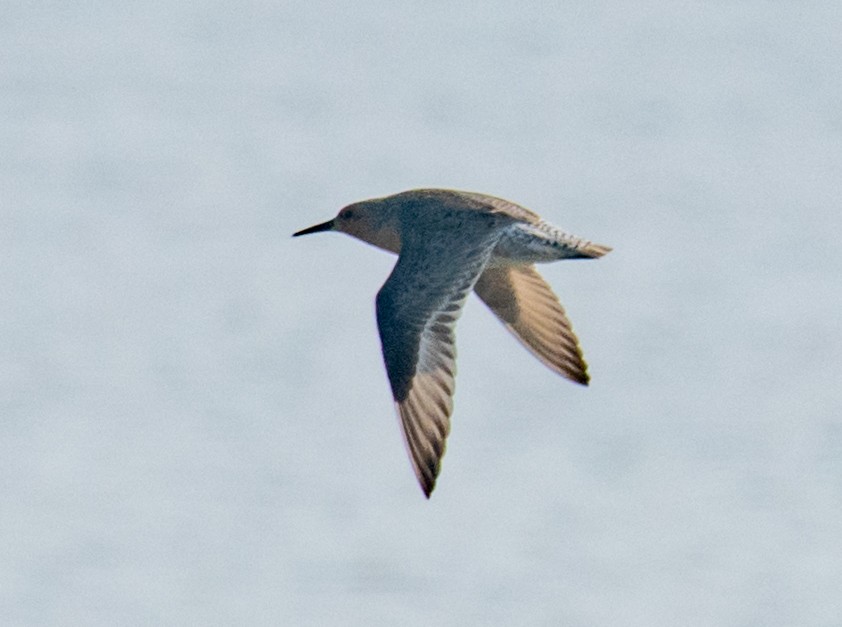 Red Knot - Greg Darone