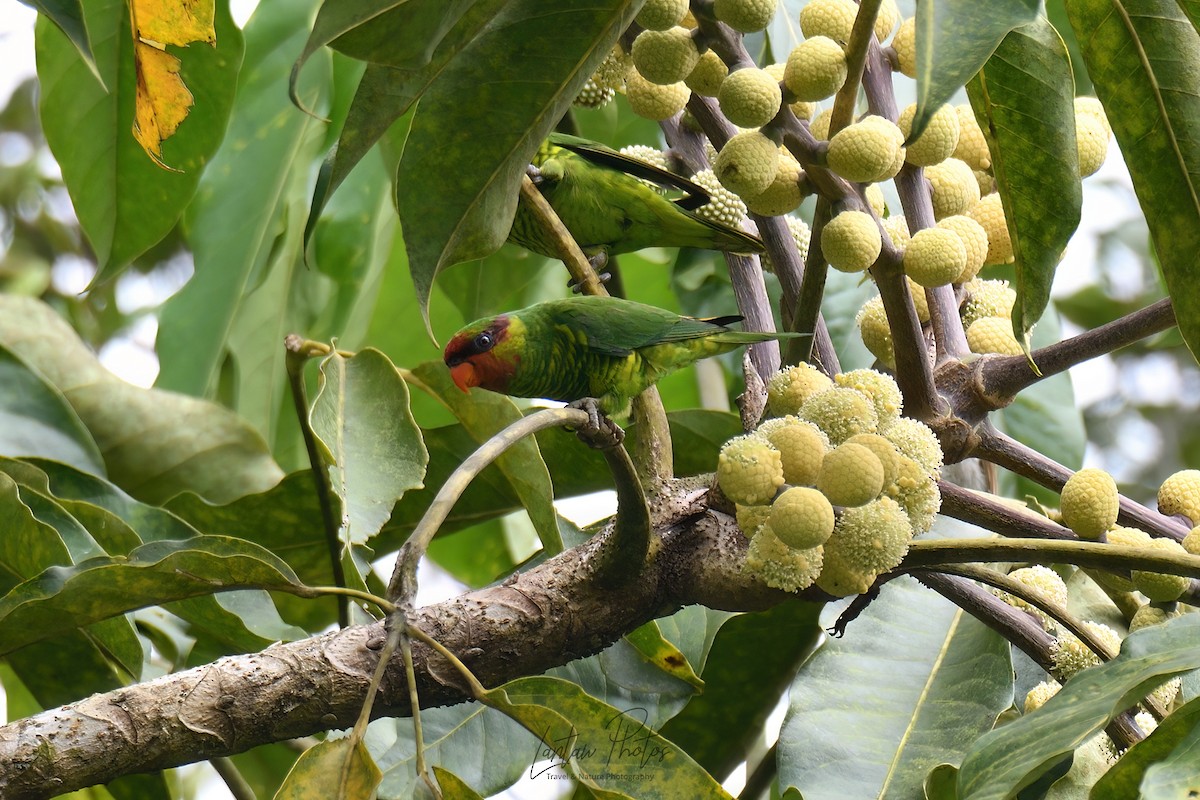 Mindanao Lorikeet - ML619613967