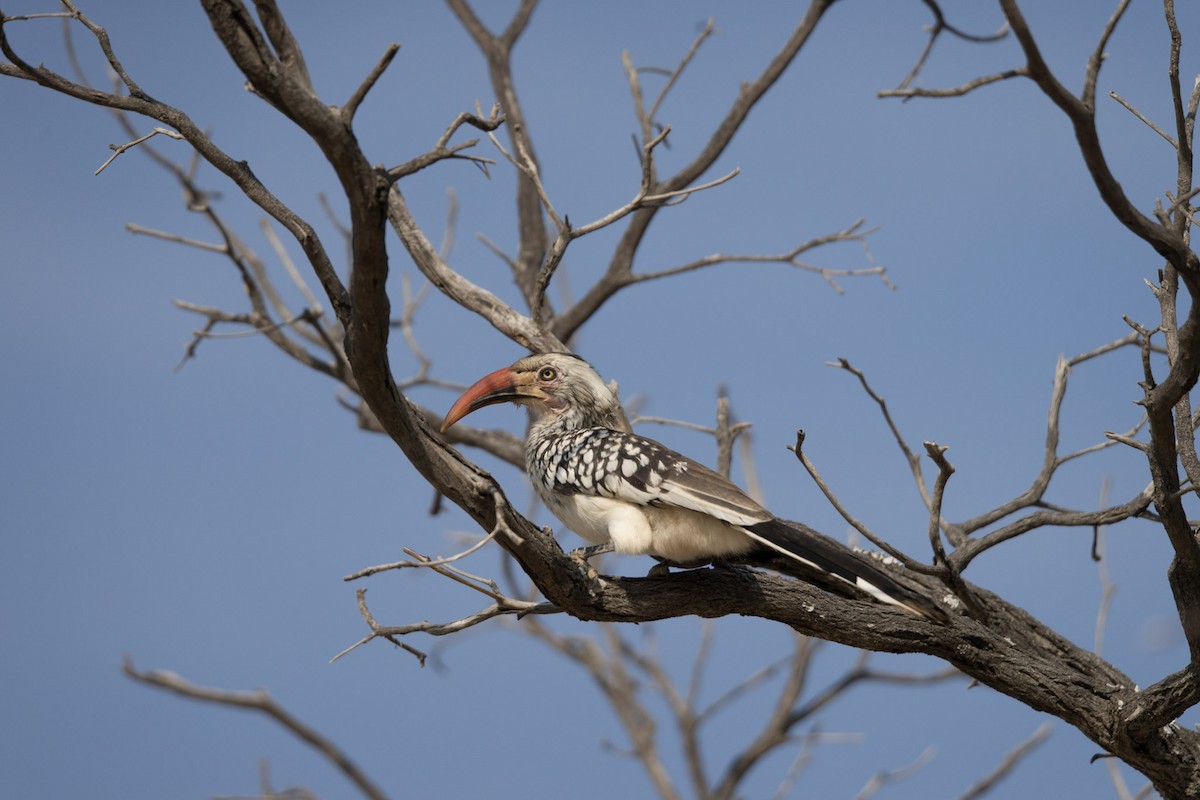 Southern Red-billed Hornbill - ML619613972