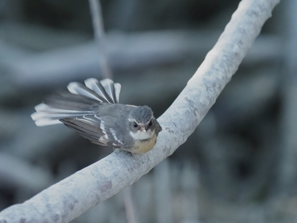 Mangrove Fantail - Magen Pettit