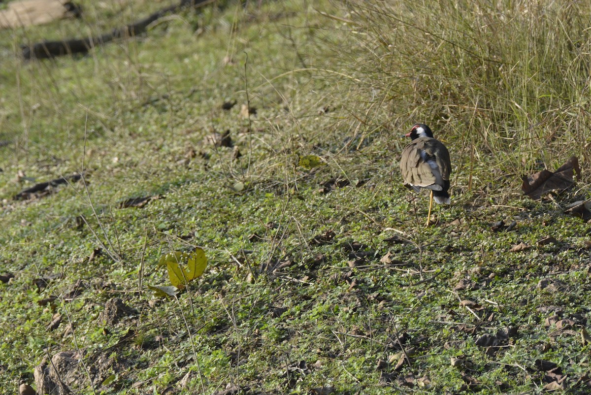 Red-wattled Lapwing - Karthik Solanki