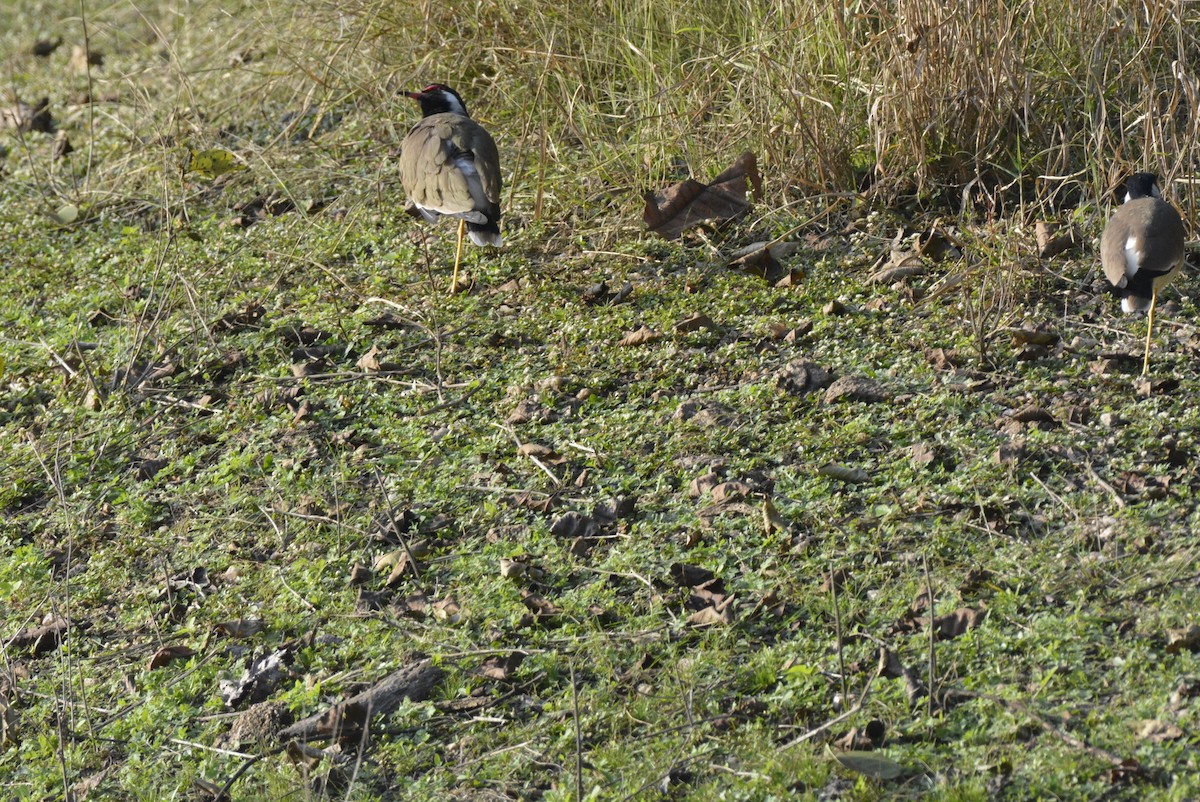 Red-wattled Lapwing - Karthik Solanki