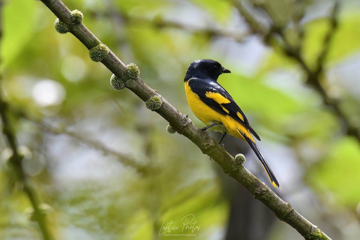 Scarlet Minivet (Philippine Yellow) - Allan Barredo