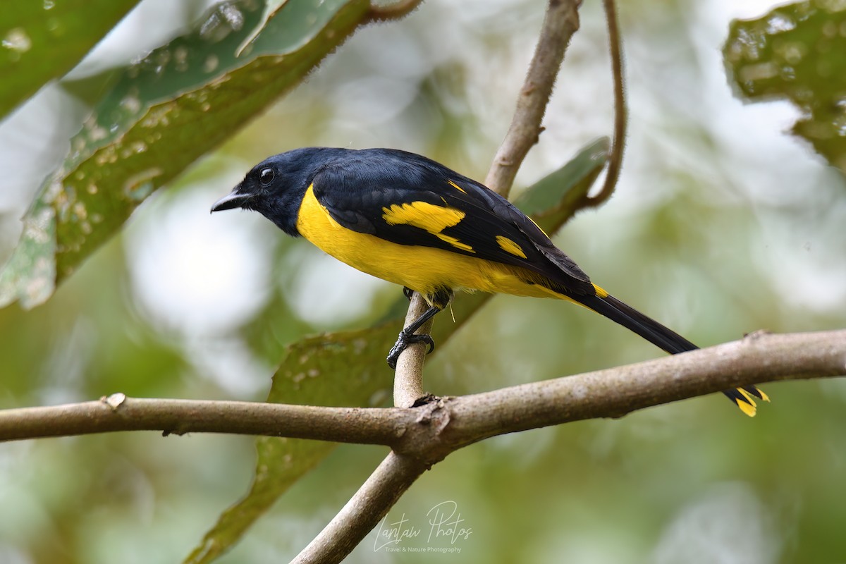 Scarlet Minivet (Philippine Yellow) - Allan Barredo