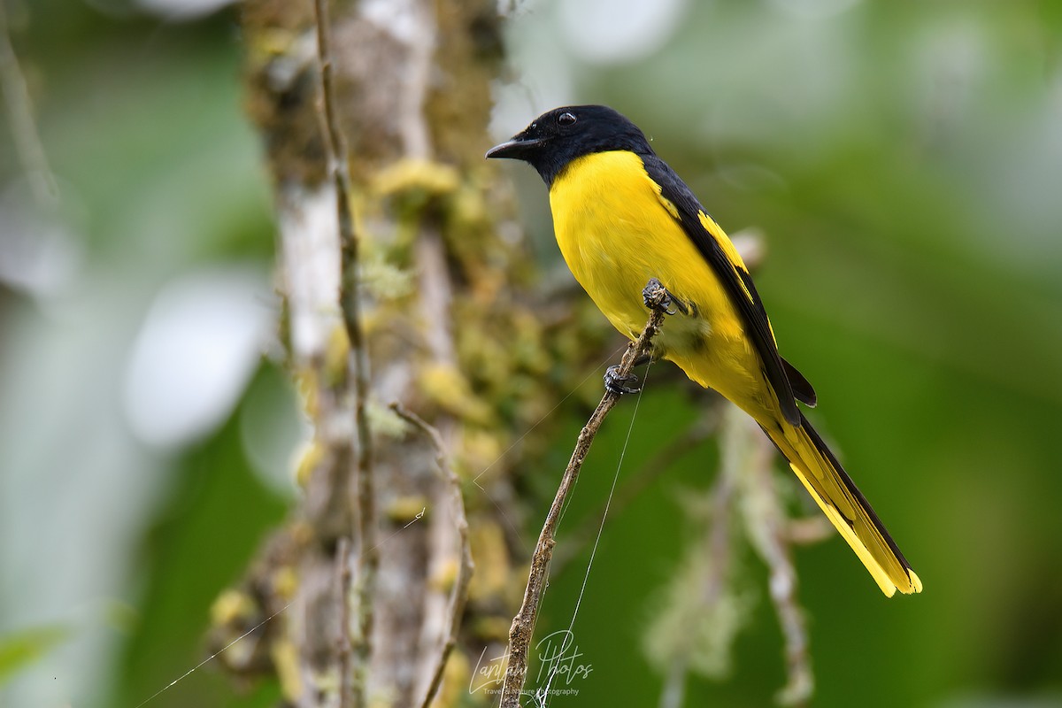 Scarlet Minivet (Philippine Yellow) - Allan Barredo