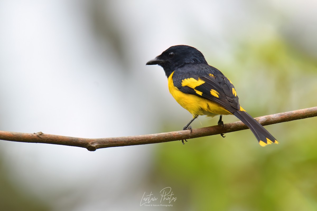 Scarlet Minivet (Philippine Yellow) - Allan Barredo