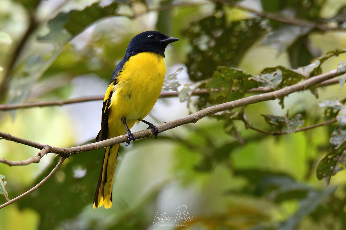 Scarlet Minivet (Philippine Yellow) - ML619613985