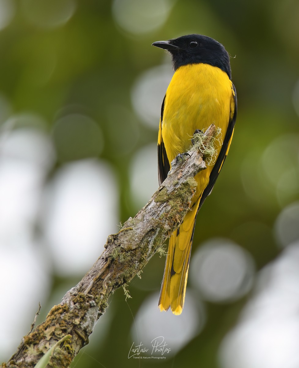 Scarlet Minivet (Philippine Yellow) - Allan Barredo