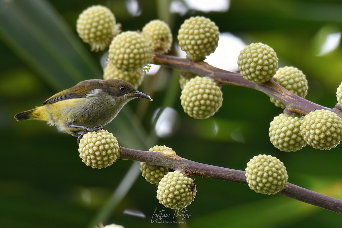 Olive-capped Flowerpecker - ML619613998