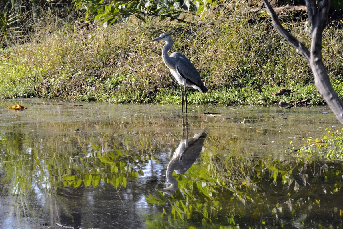 Gray Heron - Karthik Solanki