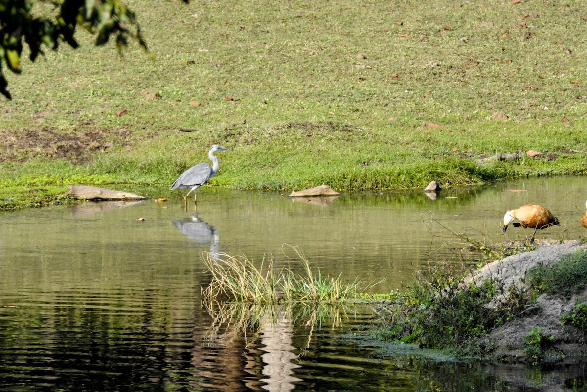 Gray Heron - Karthik Solanki